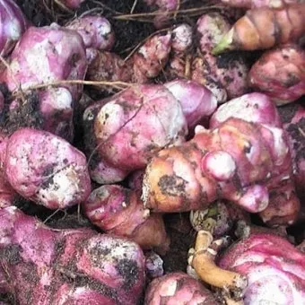 돼지감자 재배 종구 선택 배수로 만들기 수확 건조_13