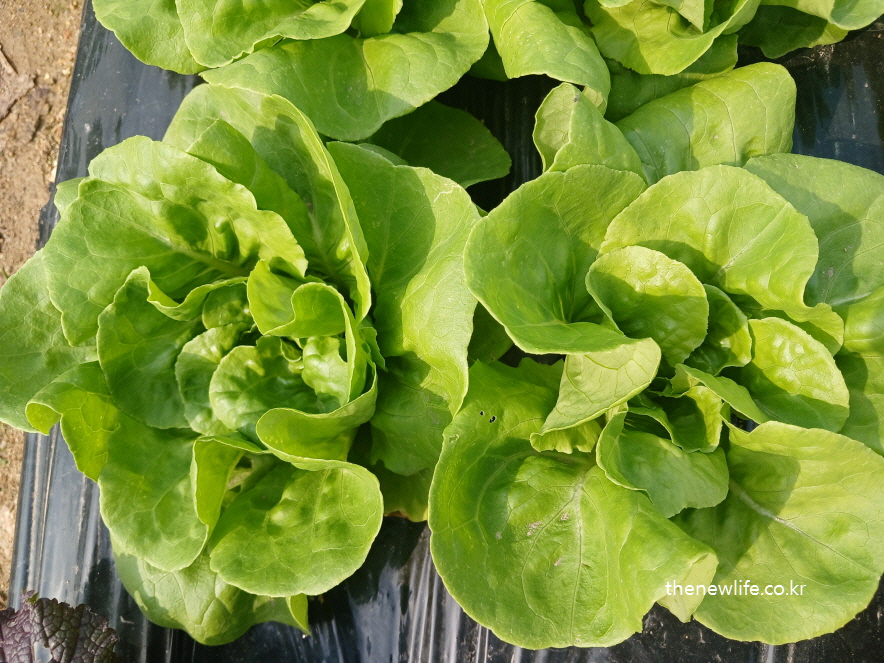 Butterhead lettuce with soft, rounded leaves-둥글고 부드러운 잎이 특징인 버터헤드 상추