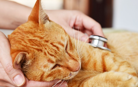 감기에 걸리는 고양이.