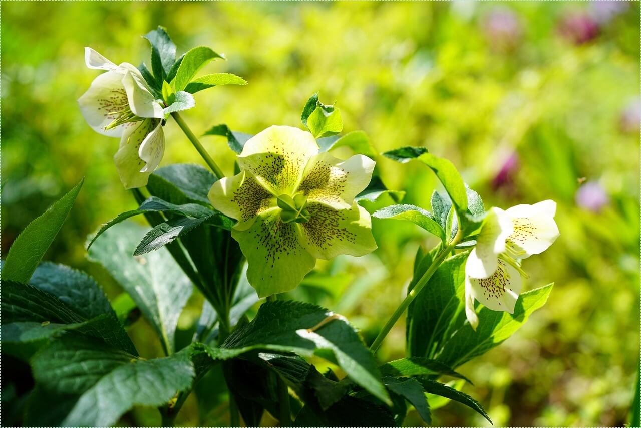 우리은행 정기예금 금리