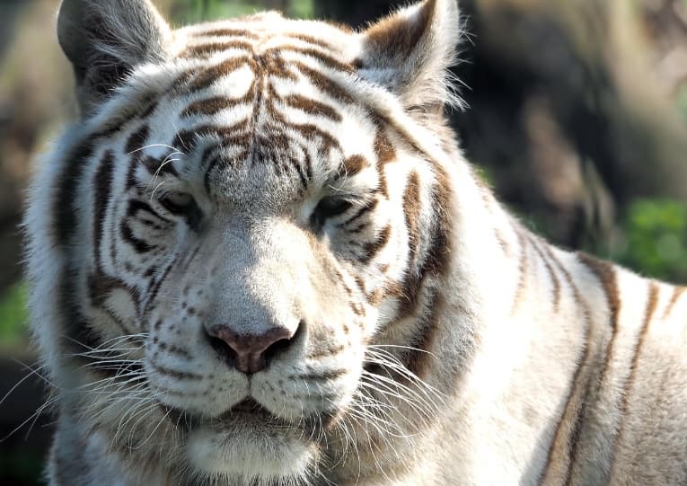 하얀 털과 갈색 줄무늬를 가진 백호의 정면 클로즈업 사진