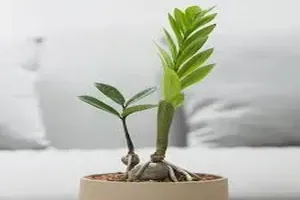 금전수