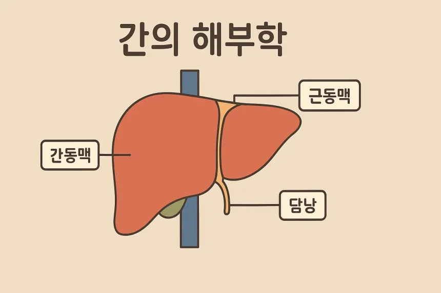 간경화