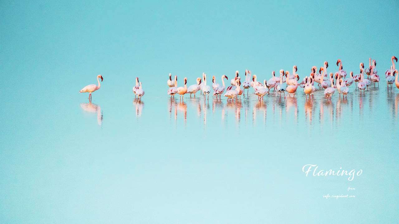 11 호수 위의 플라밍고 C - Flamingo 플라밍고배경화면
