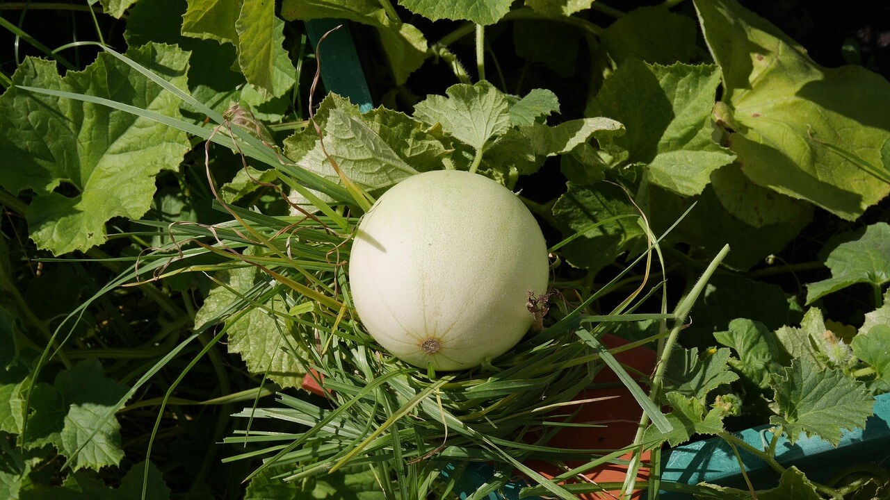 메론 손질법
