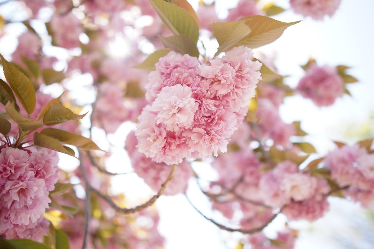 구례 산수유꽃 축제기간