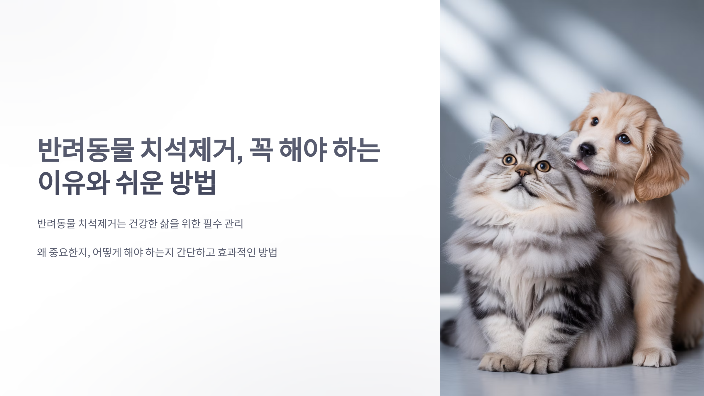 참조-반려동물-치석제거-1