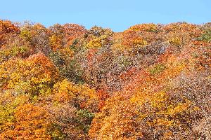 설악산단풍-6