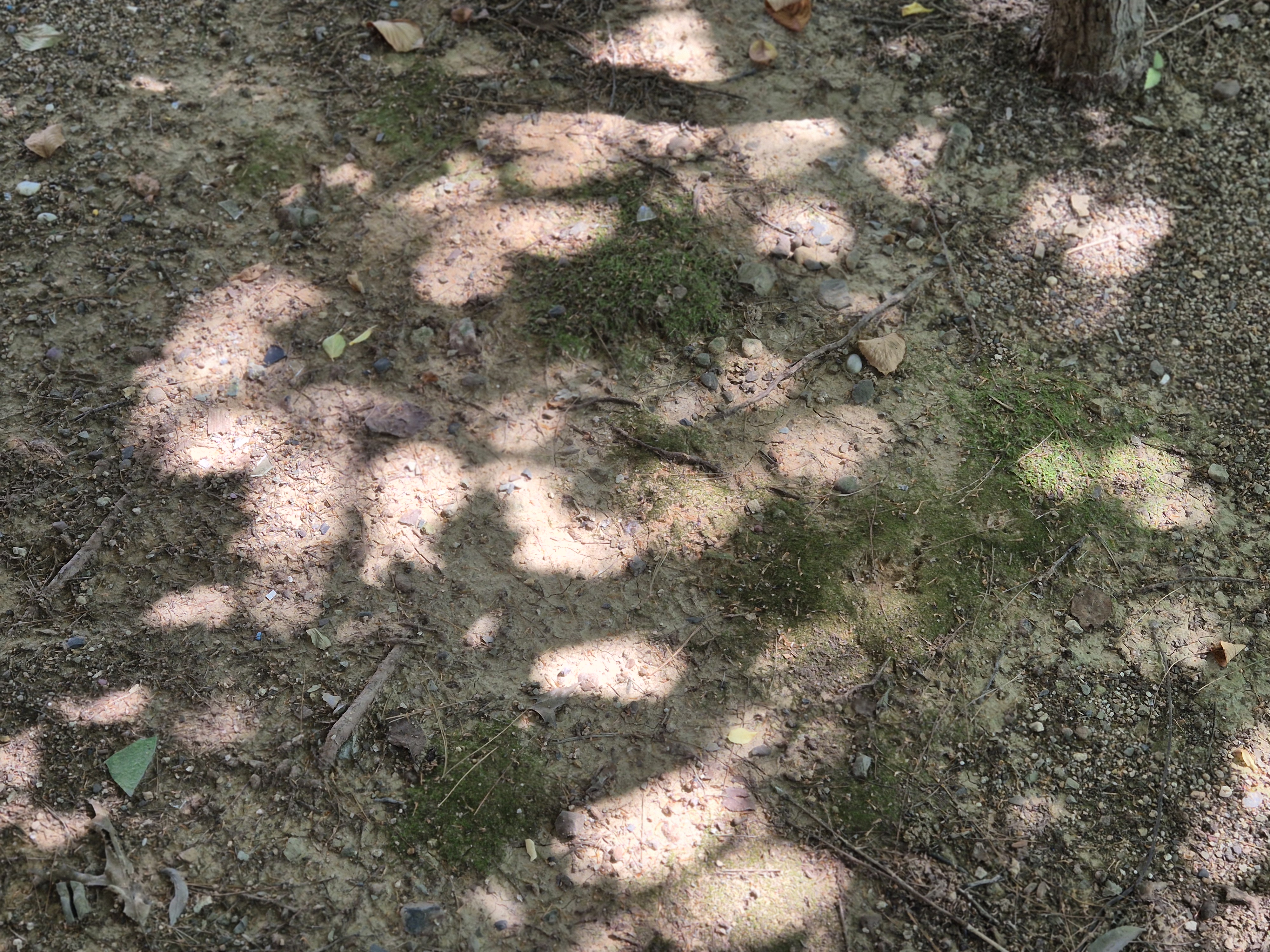 흙바닥 위에 드리운 나뭇잎의 햇살 그림자 (Leaf-filtered sunlight scattered on a forest floor)