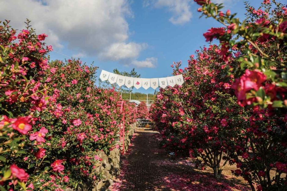 휴애리 동백축제, 겨울 제주와 감귤체험