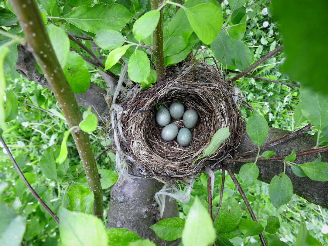 Nest