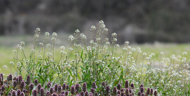 냉이 효능 및 부작용