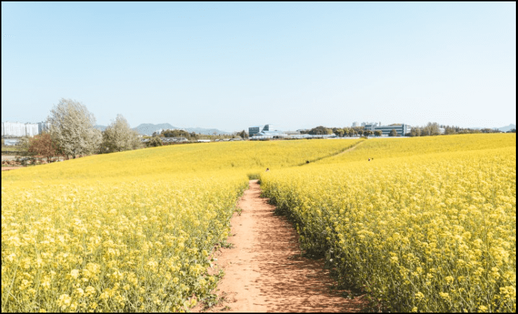 24년-유채꽃-개화시기-유채꽃명소-안내
