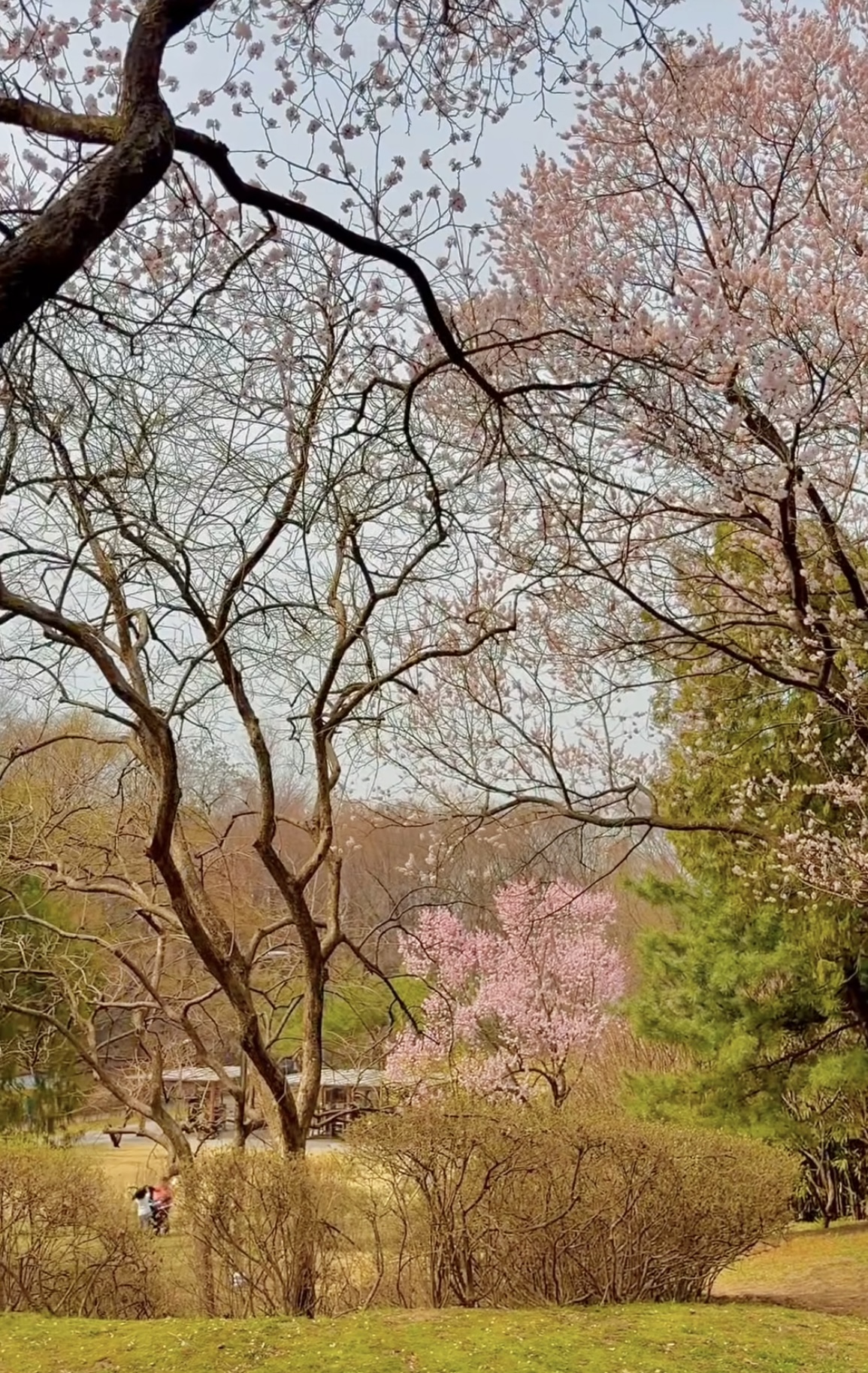 이거 무료라고? 2026년 5월 10일 서울 용산가족공원 맨발걷기 행사 참가방법 총정리 관련사진