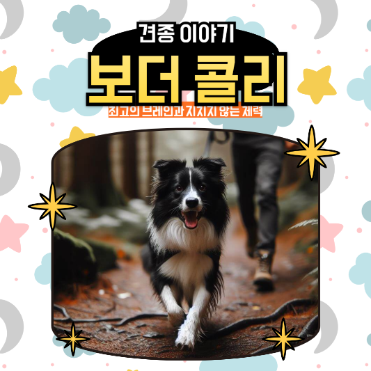 보더콜리 최고의 브레인과 지치지 않는 체력