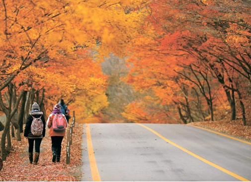 내장산 단풍 터널