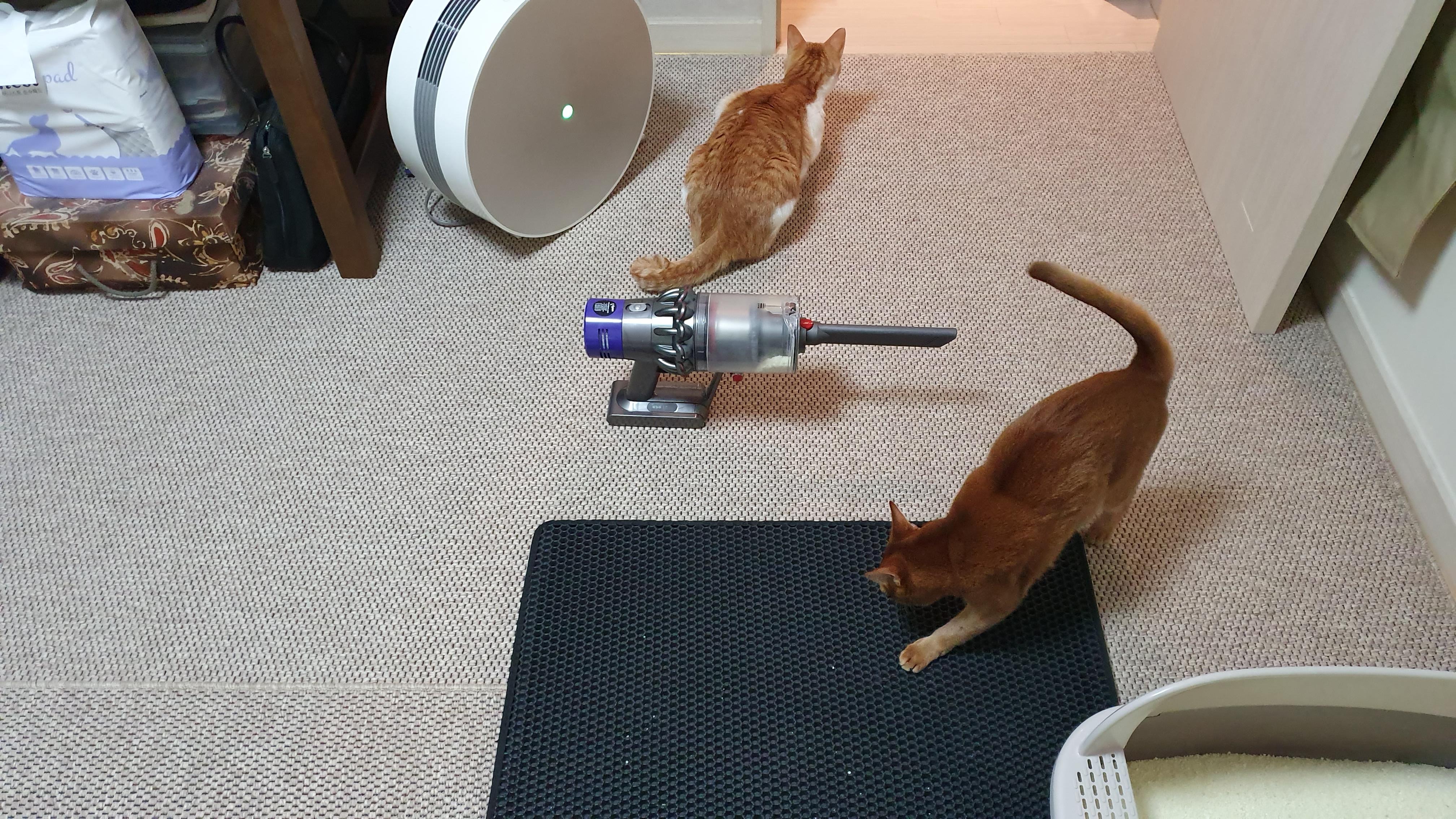 고양이 모래와 화장실의 중요성. 고양이 화장실 변천사