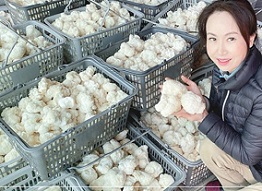 노루궁뎅이버섯