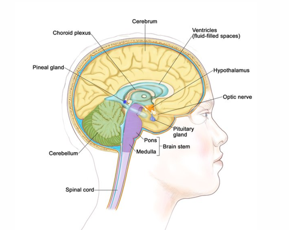 뇌의 일부와 내부를 보여주는 뇌 내부의 해부학 그림