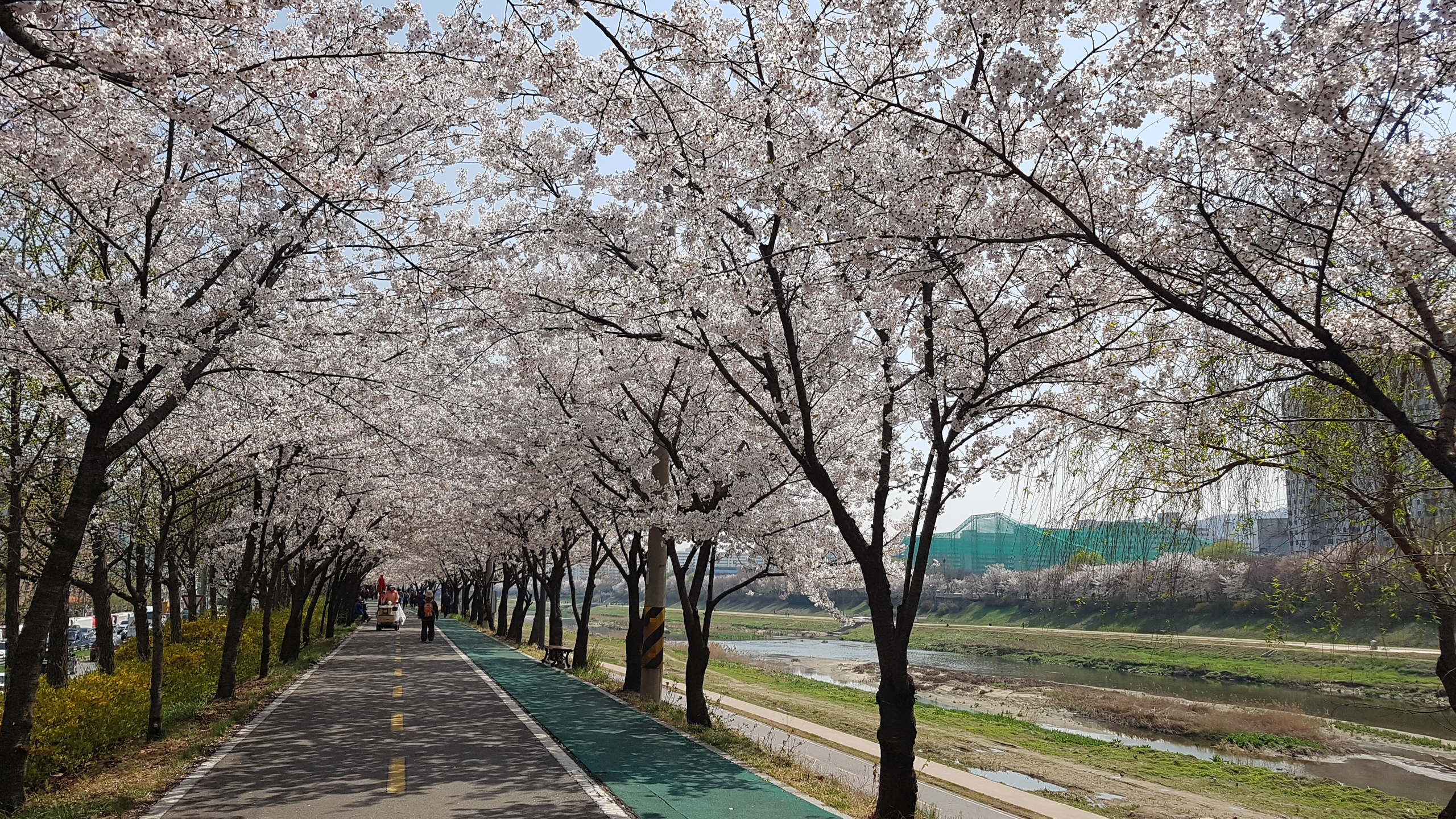 천안벚꽃