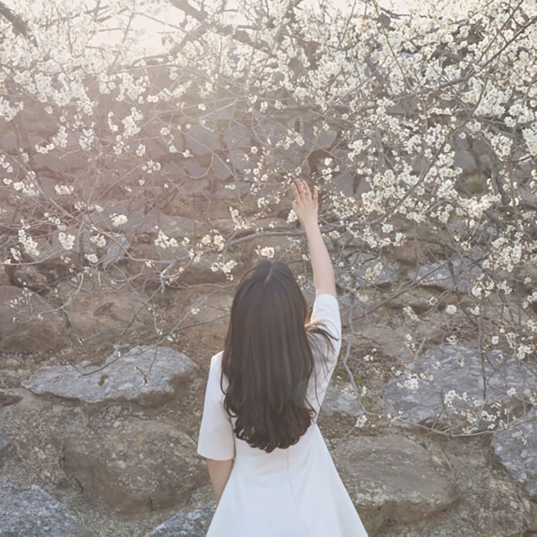 광양매화축제 주차장 입장료