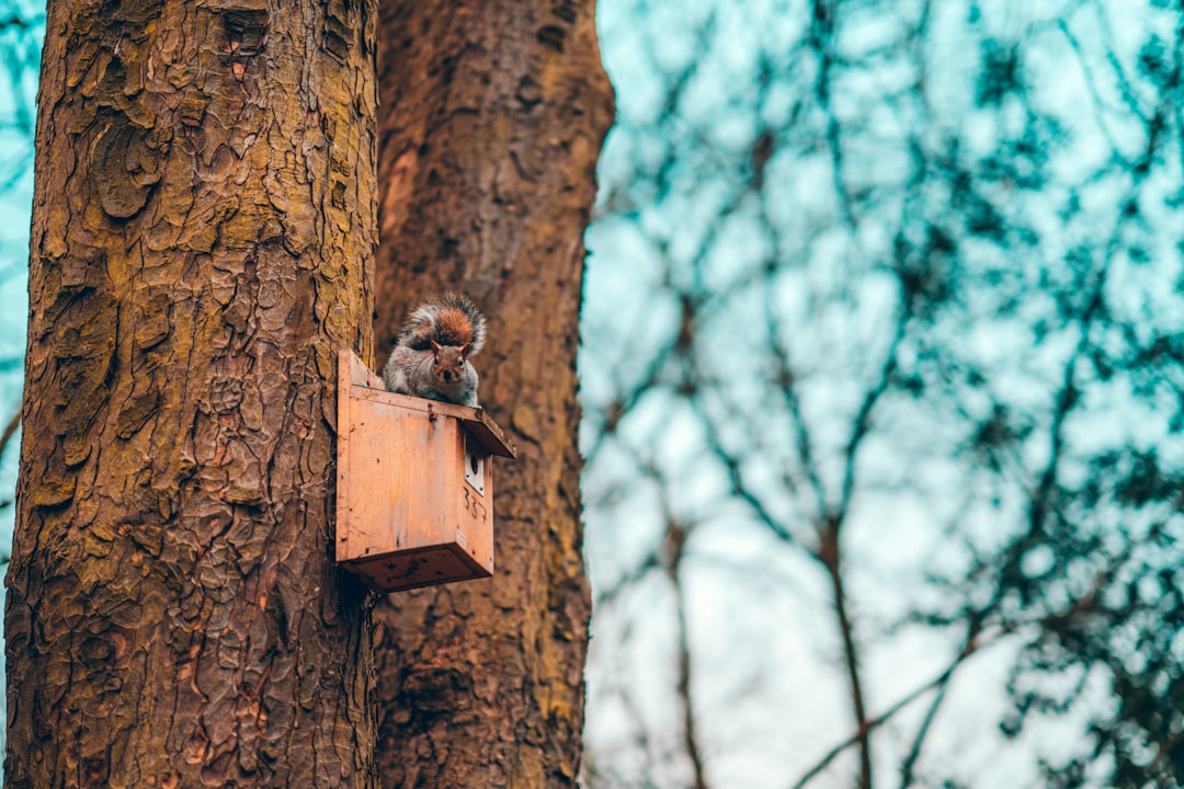 Treehouse