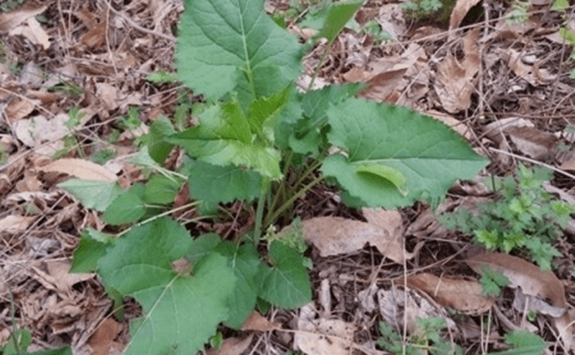 본나물 종류에 포함된 취나물이 자라나고 있는 모습