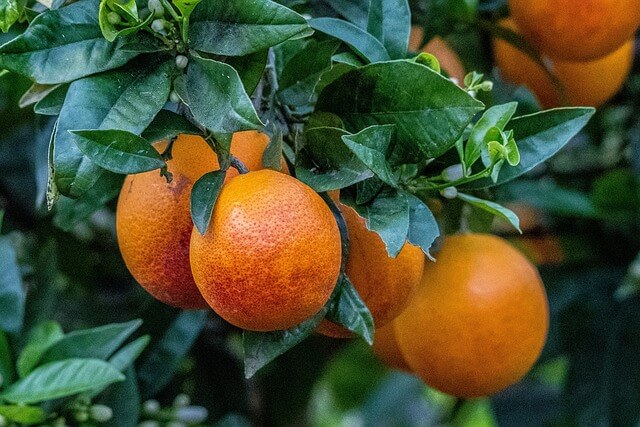 모로실 효능