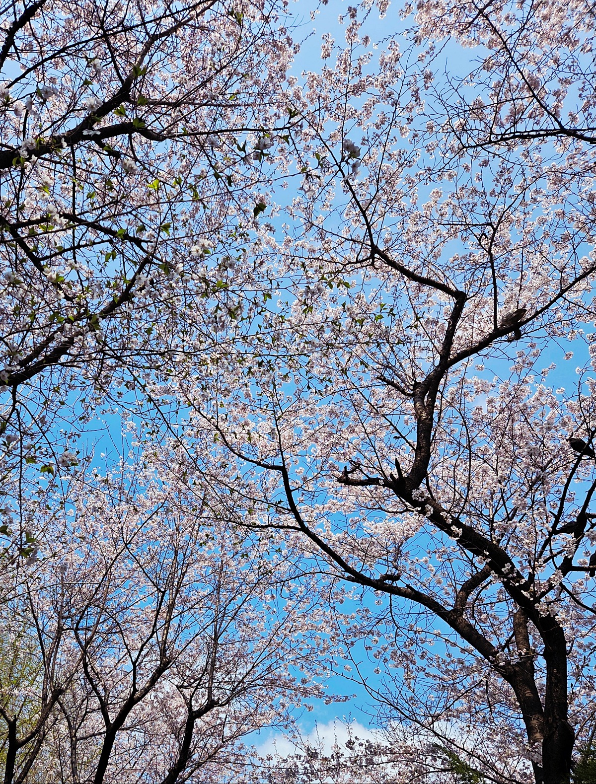 [인천 부평 굴포천&amp;#44; 청리단길 맛집] 태국&amp;#44; 베트남 음식 &amp;#39;덕쿤&amp;#39;: 짜조 무료 쿠폰 받는 법