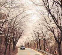 경상북도 생곡 삼거리 벚꽃터널 벚꽃 벚꽃 명소 베스트 5 벚꽃시기 만개시기 드라이브 코스