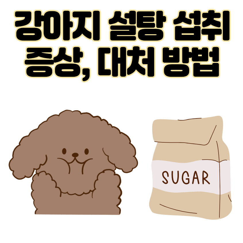 강아지 설탕 섭취 치명적 위험 [증상, 대처 방법]