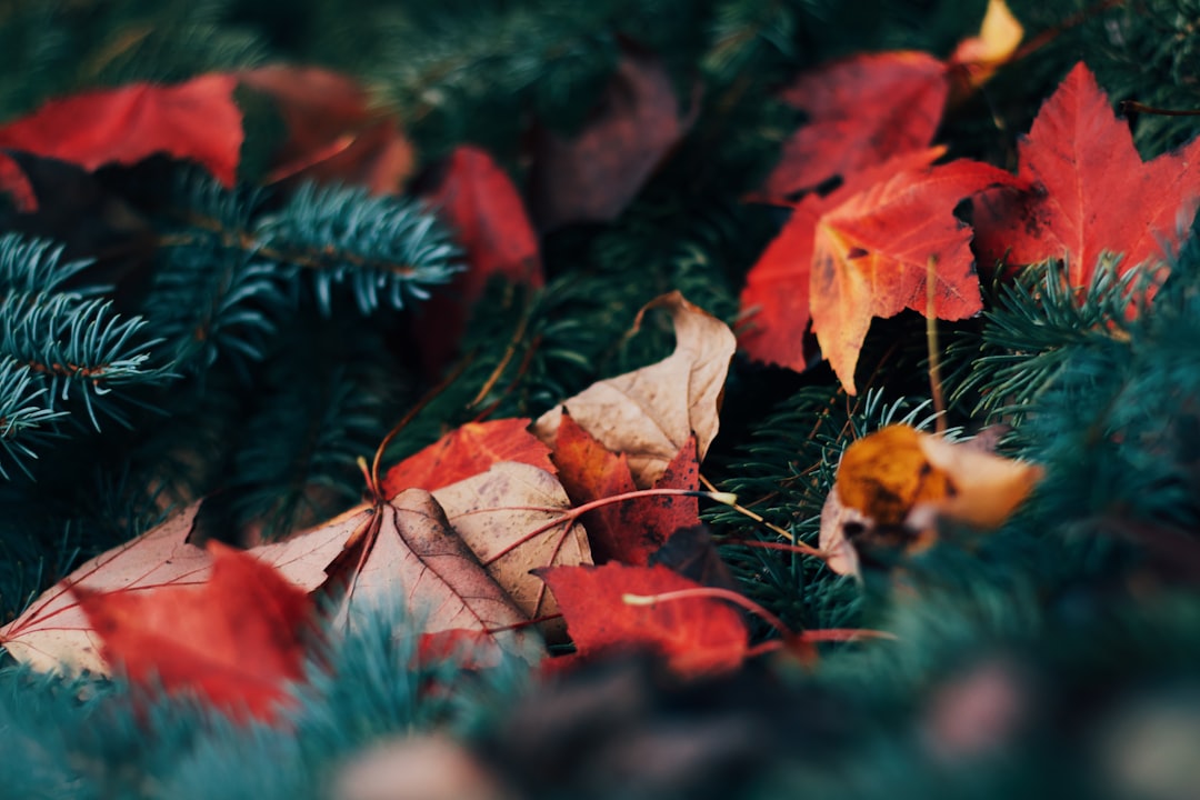 Season.