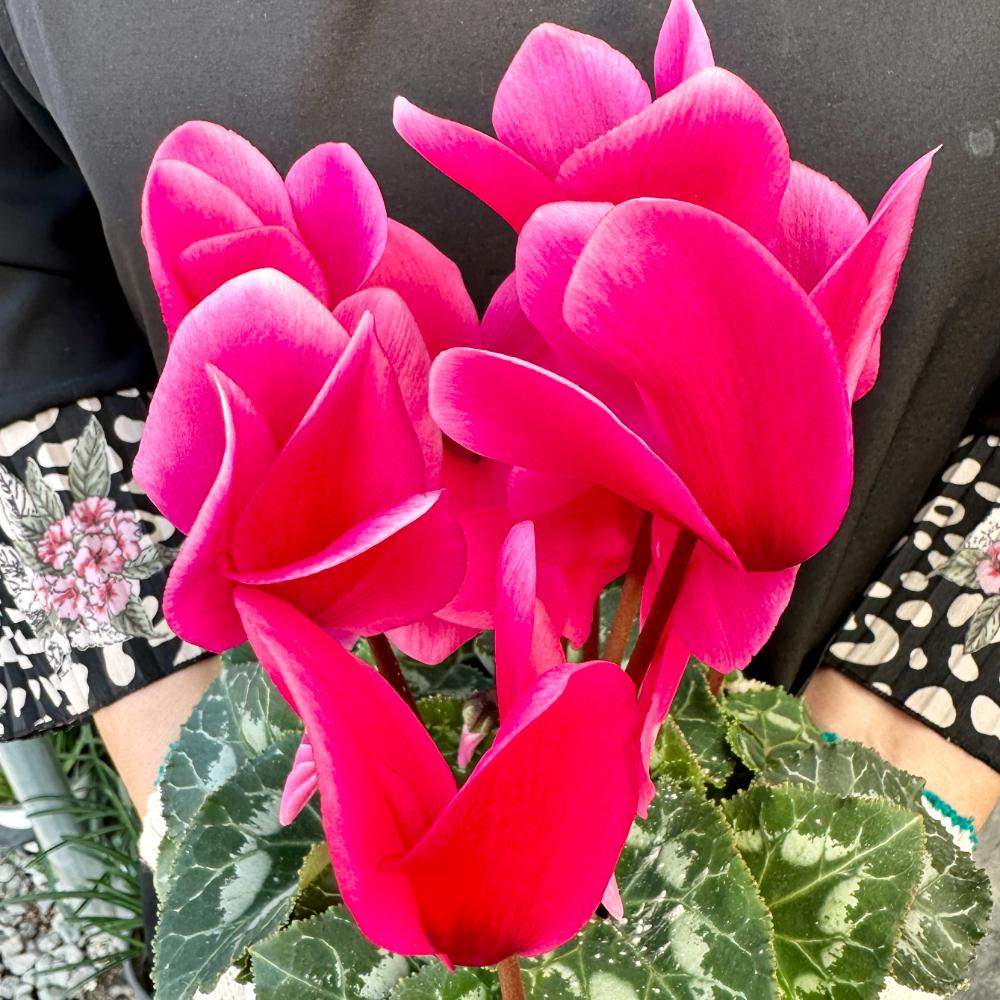 시클라멘 꽃말 월동온도 키우는 방법