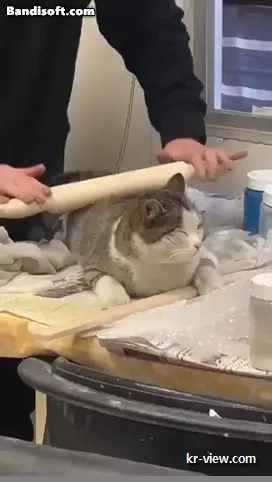 img.webp?credential=yqXZFxpELC7KVnFOS48ylbz2pIh7yKj8&expires=1767193199&allow_ip=&allow_referer=&signature=qmCUMPSJgRcHtT87PKb4%2FOyw%2B4Y%3D