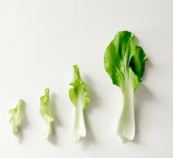 비타민A 복용시간 풍부한 식품