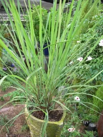 레몬그라스 재배 온도 유지 삽목 번식 잎 수확_14