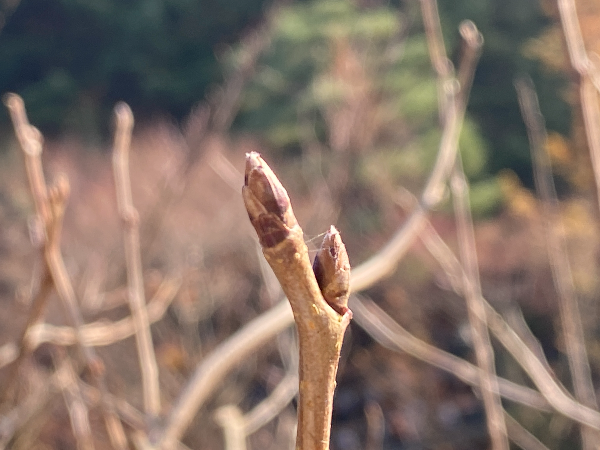 팥배나무 겨울눈