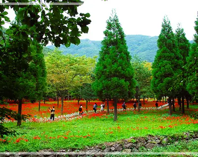 영광 불갑산 상사화축제