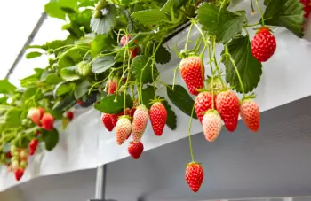 딸기 가격 및 효능 영양성분