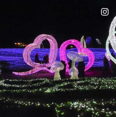 아침고요수목원 오색별빛정원 축제 할인 입장료 예약 방법 일정 가는 길 야경 명소 총정리