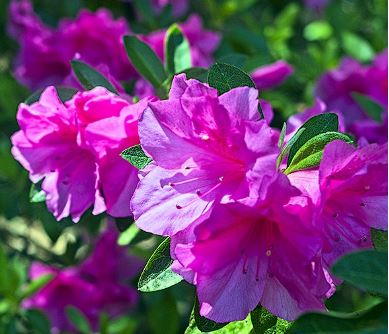 군포 철쭉축제 가는길