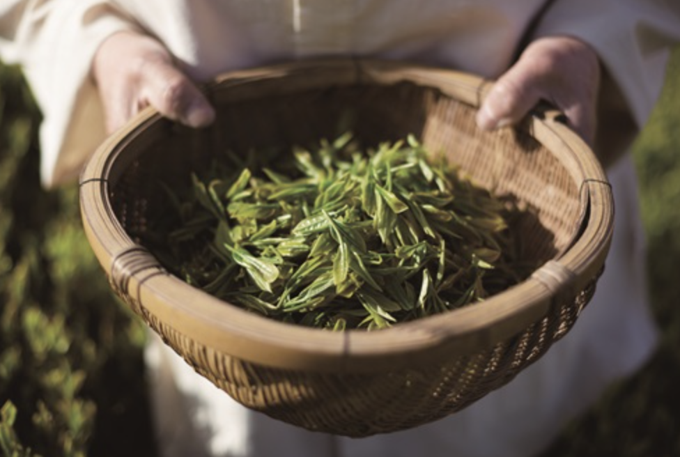 카테킨 효능 부작용 하루 권장량 다이어트 효과