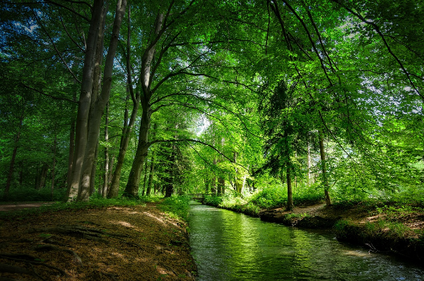 숲 여행지 관련 사진
