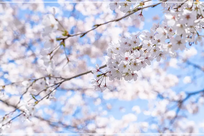 2025-벚꽃-개화-시기-주요도시-군락지