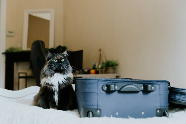 해외 반려동물 동반 호텔