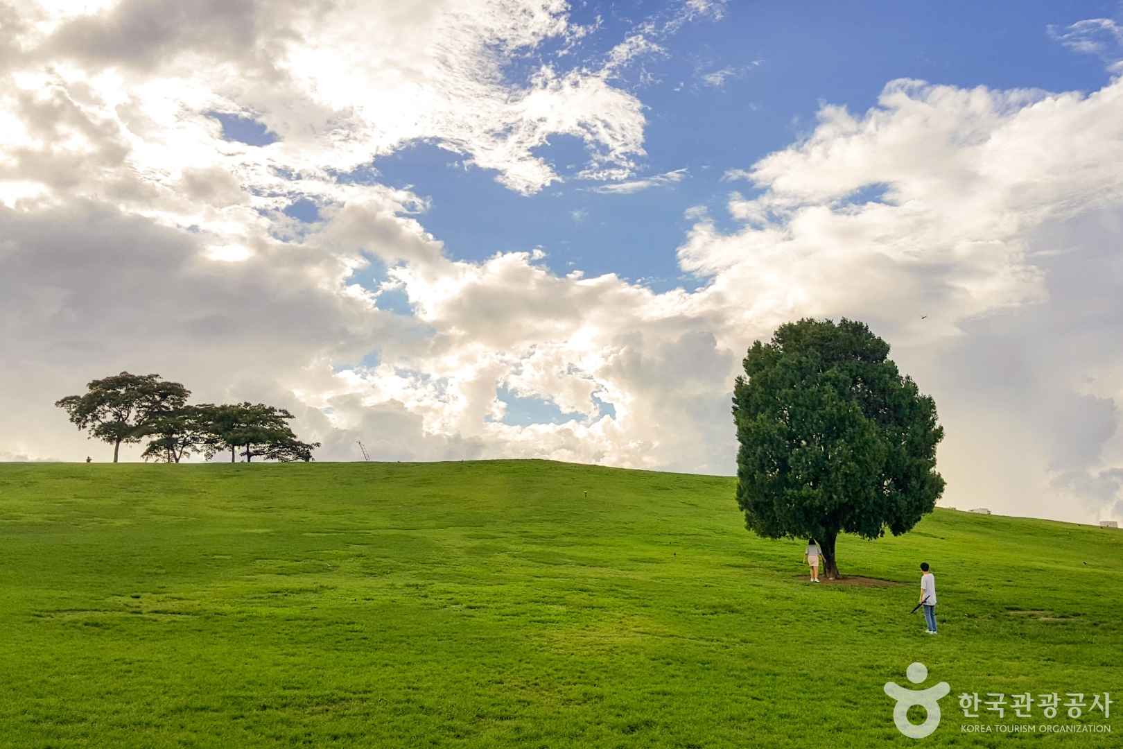 서울 올림픽공원 나홀로나무
