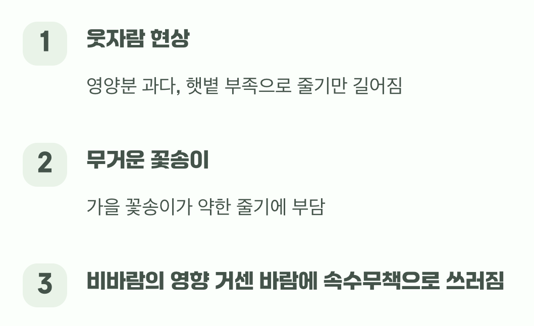 왜 쓰러질까? '키다리'의 숙명