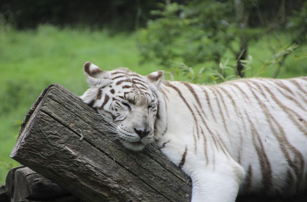 2026년 띠별 운세 총정리