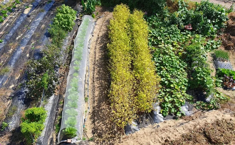 2025년 10월에 파종하기 좋은 작물들 농업 재배법_6