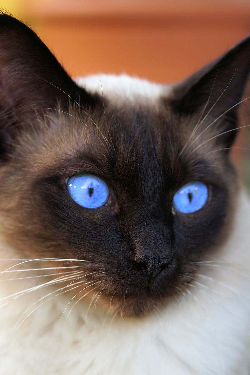 샴(Siamese)